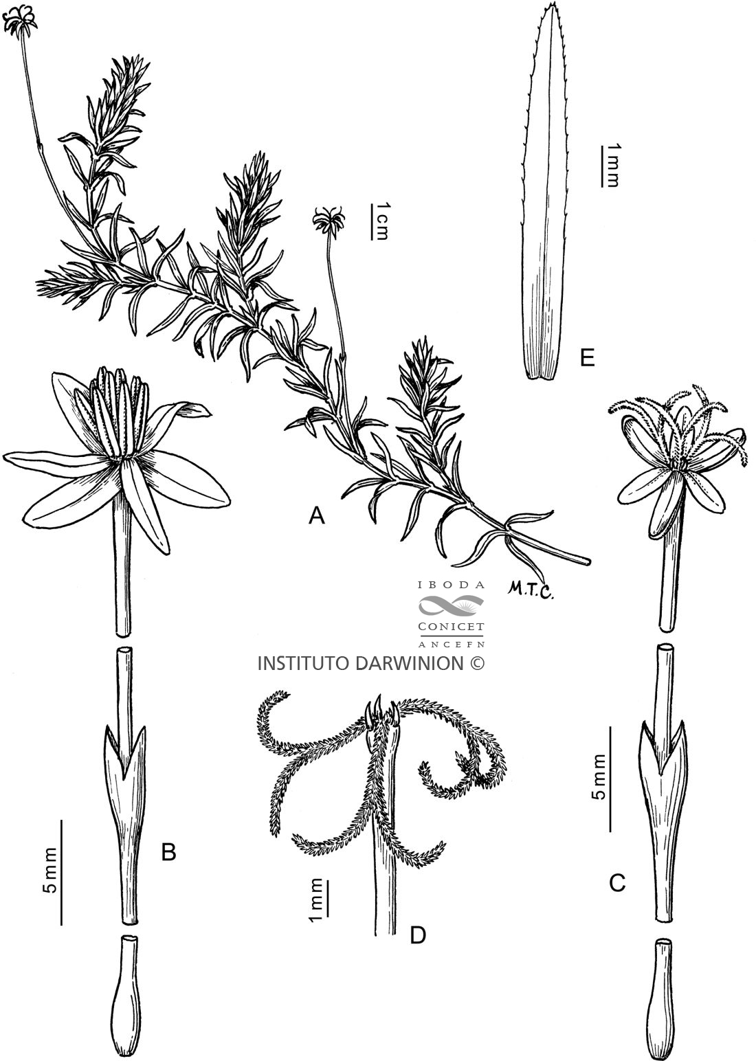 Elodea callitrichoides
