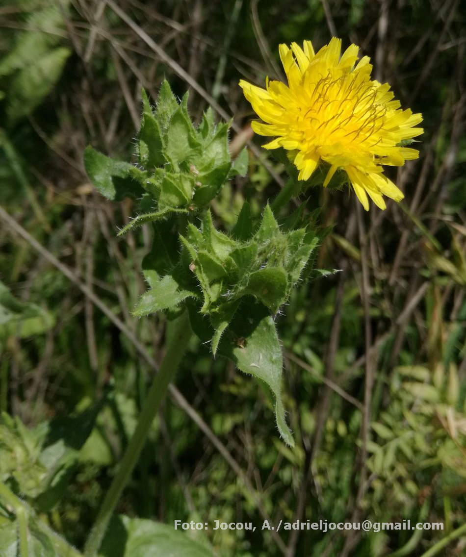 helminthia echioides