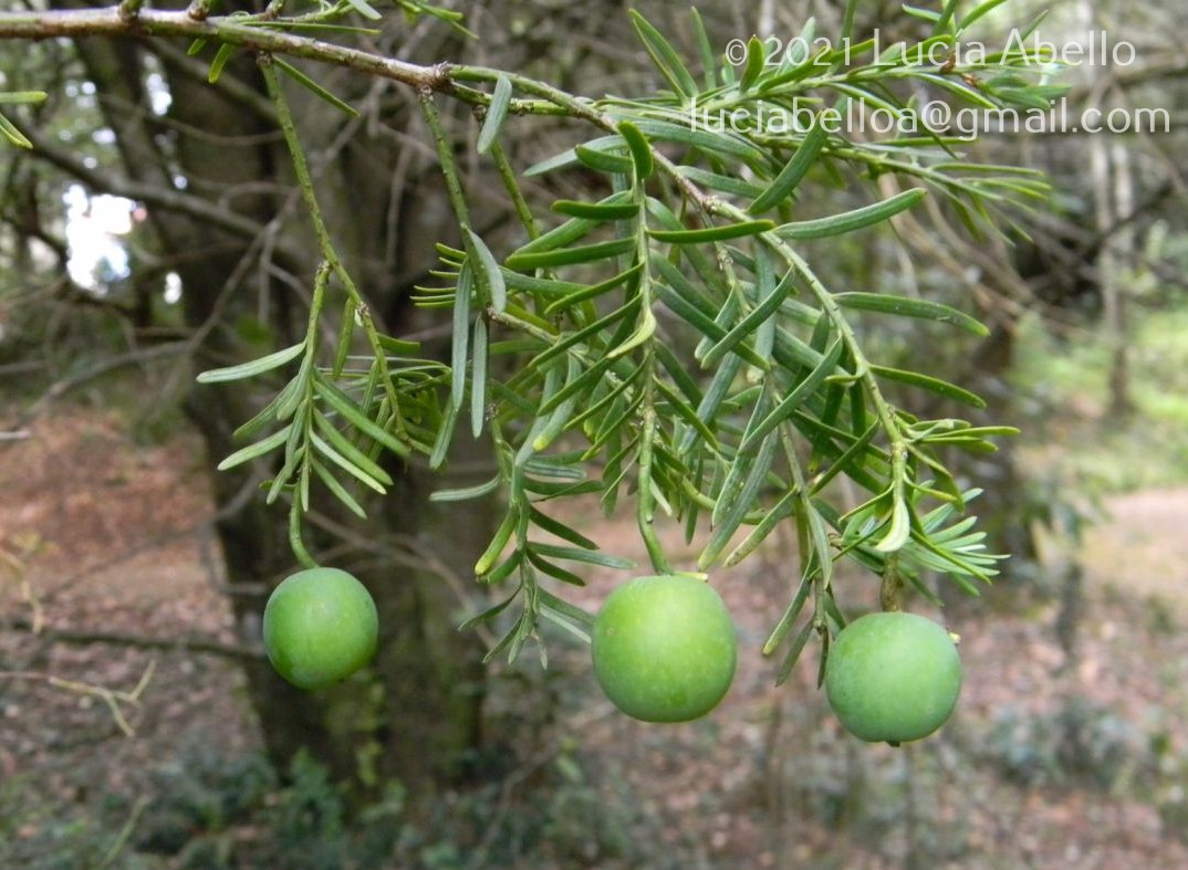 taxus baccata hecke kaufen Heimische Eibe main image 1