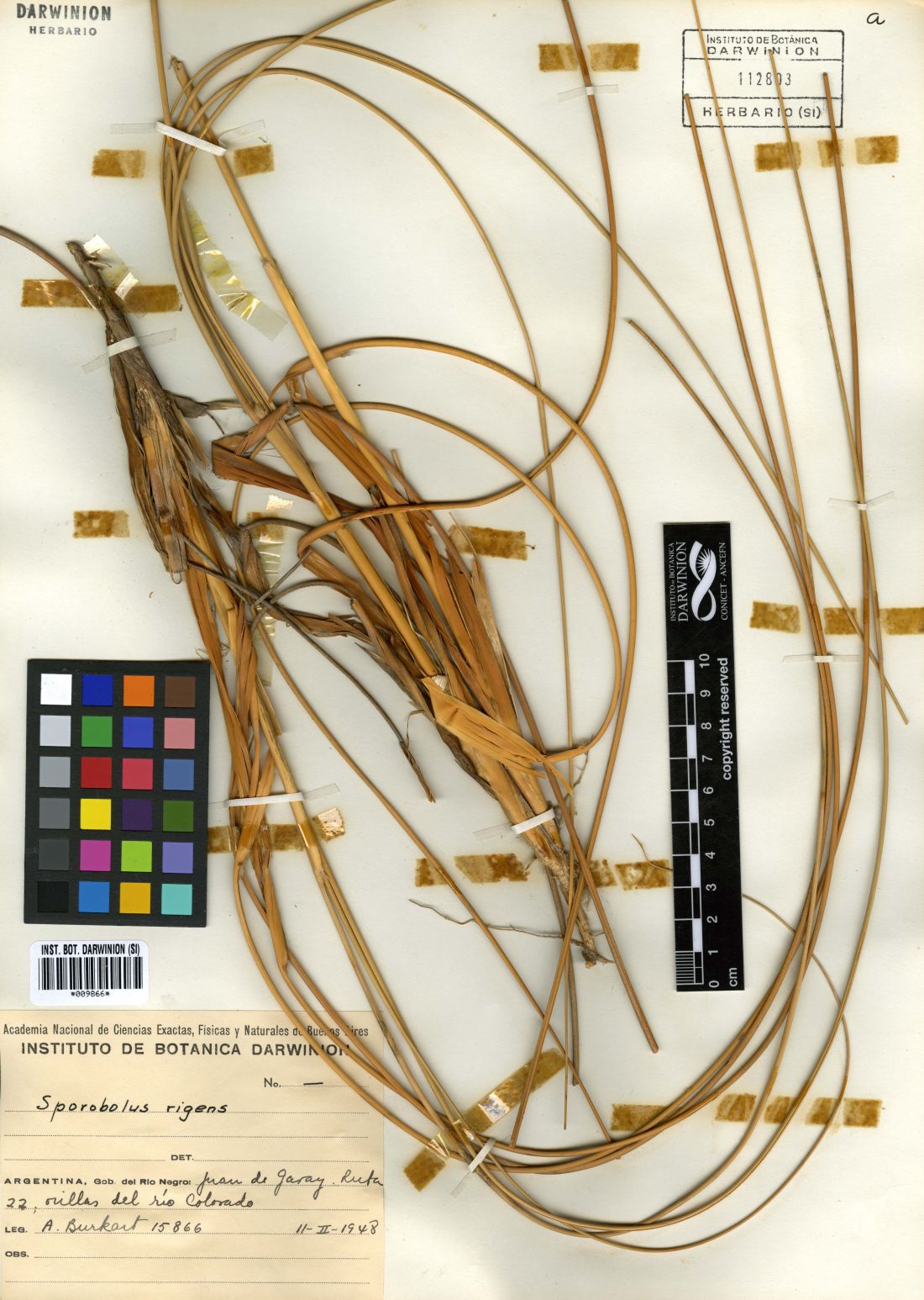 Instituto de Botánica Darwinion