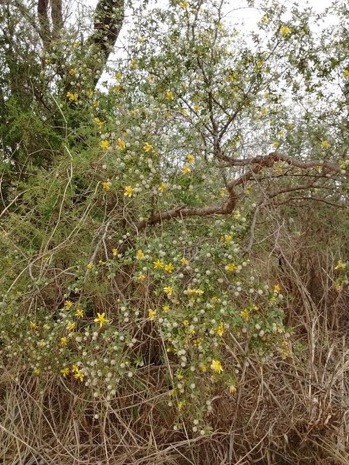 Larrea divaricata: una esperanza contra la calvicie