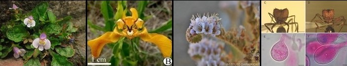 Instituto de Botánica Darwinion