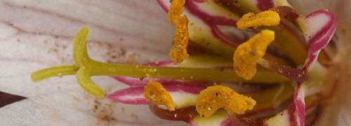 Instituto de Botánica Darwinion